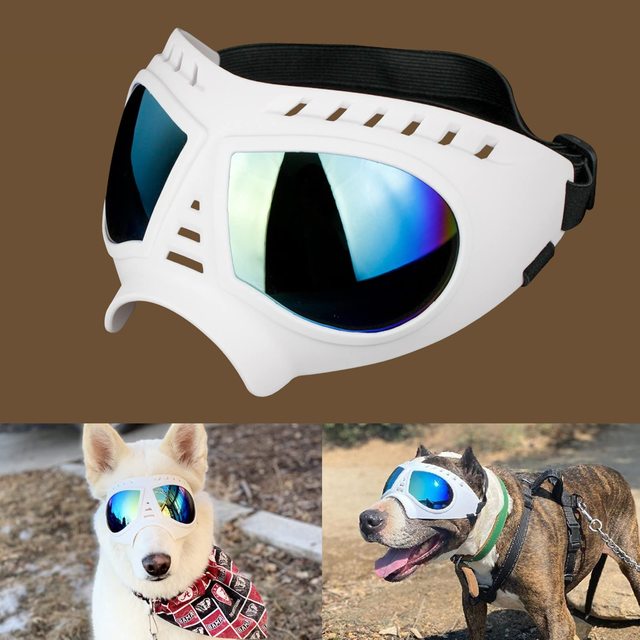 Gafas para perro