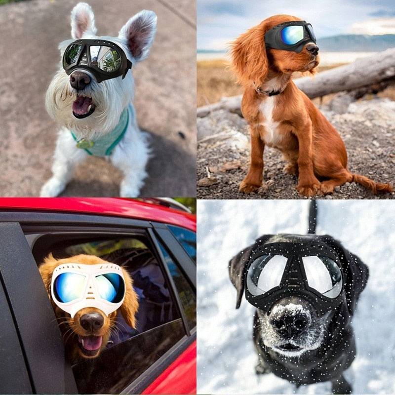 Gafas para perro