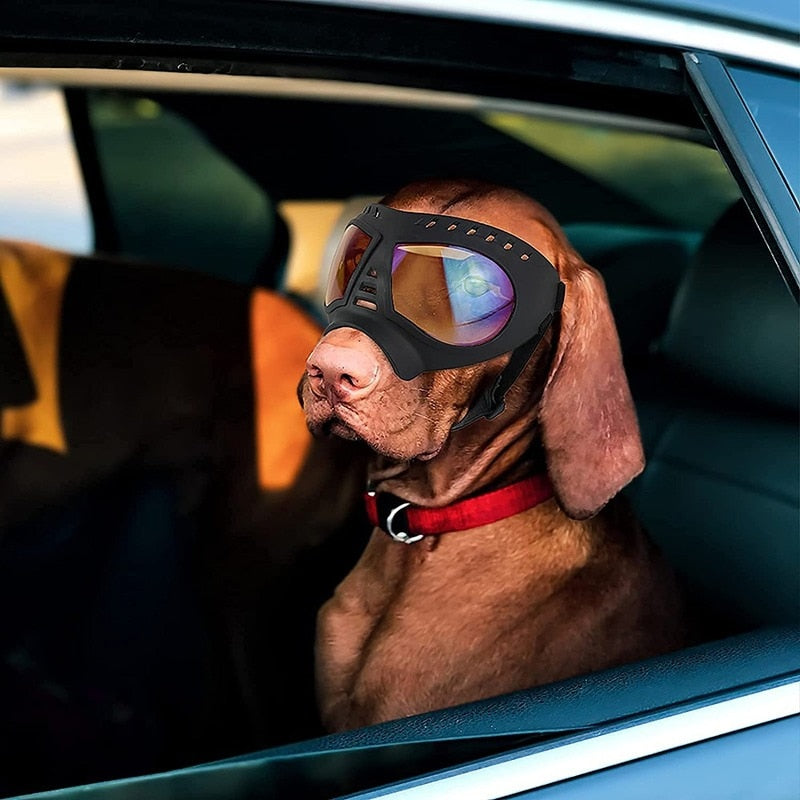 Gafas para perro